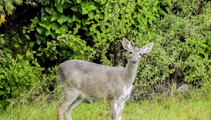 fauna - valle - cusco - hotel - ave - animal - animales - hostel - actividades - sierra - peru – silvestre – riqueza natural – bird watching – 200 especies – aves – valle sagrado – especies silvestres – fauna – condo andino – colibrí gigantesco taruca – siervo andino – flores – mariposas – jardín botánico – orquídeas – camélidos – altiplano andino – llamas – alpacas – paisajes – cusco – valle sagrado – vicuñas – guanacos – naturaleza – wildlife – nature – animals – birds – orchids – sacred valley – fibras – mercado local – nature – andean landscape