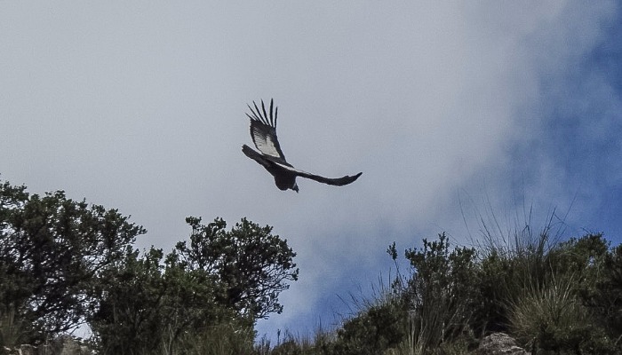 fauna - valle - cusco - hotel - ave - animal - animales - hostel - actividades - sierra - peru – silvestre – riqueza natural – bird watching – 200 especies – aves – valle sagrado – especies silvestres – fauna – condo andino – colibrí gigantesco taruca – siervo andino – flores – mariposas – jardín botánico – orquídeas – camélidos – altiplano andino – llamas – alpacas – paisajes – cusco – valle sagrado – vicuñas – guanacos – naturaleza – wildlife – nature – animals – birds – orchids – sacred valley – fibras – mercado local – nature – andean landscape